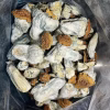 Averys Albino magic mushrooms