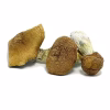 jack frost mushroom