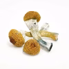 Hawaiian Magic Mushrooms