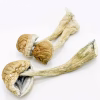 African Transkei Magic Mushroom