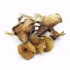 Alacabenzi Magic Mushrooms