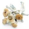 Amazonian Magic Mushrooms