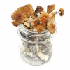 Blue Ringers Psilocybe Stuntzii