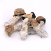 Tidal Wave Magic Mushrooms