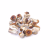 Hillbilly Pumpkin Magic Mushrooms